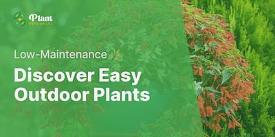 Discover Easy Outdoor Plants - Low-Maintenance 🌿