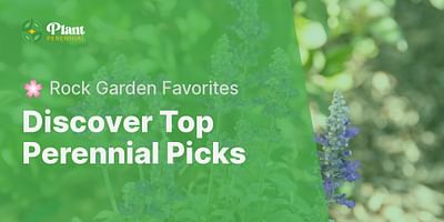 Discover Top Perennial Picks - 🌸 Rock Garden Favorites