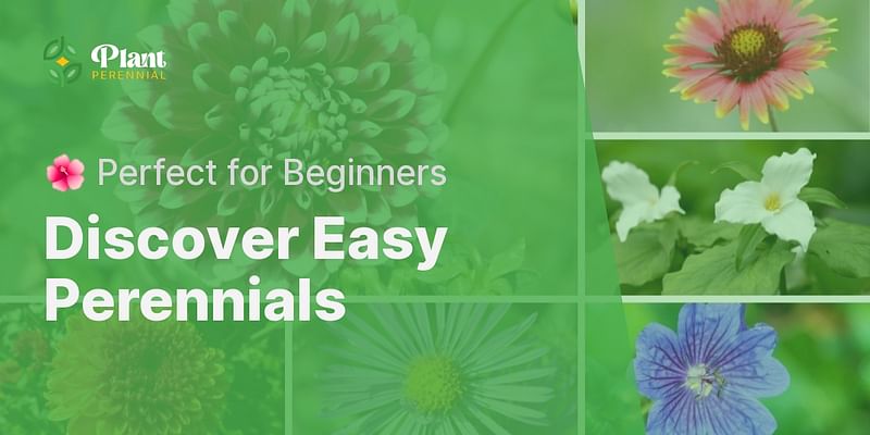 Discover Easy Perennials - 🌺 Perfect for Beginners