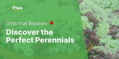 Discover the Perfect Perennials - Gifts that Blossom 🌹