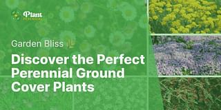 Discover the Perfect Perennial Ground Cover Plants - Garden Bliss 🌿