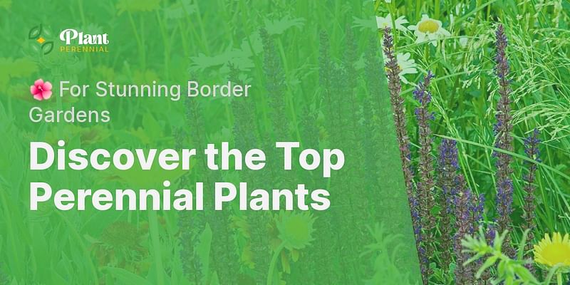 Discover the Top Perennial Plants - 🌺 For Stunning Border Gardens