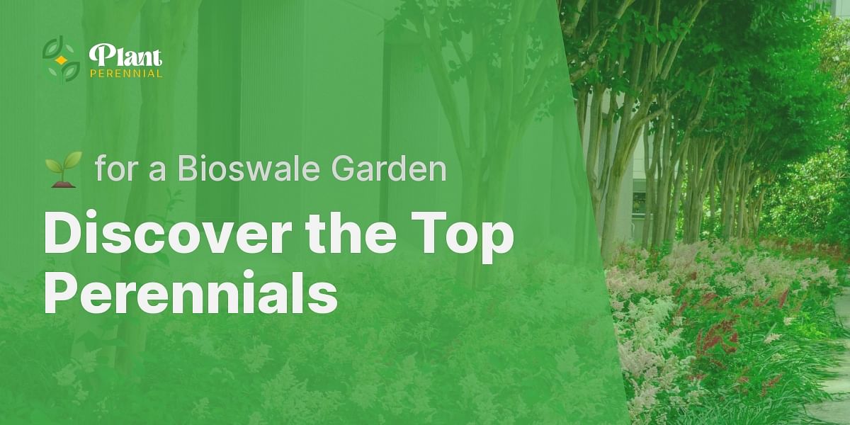 What are the best perennials for a bioswale garden?
