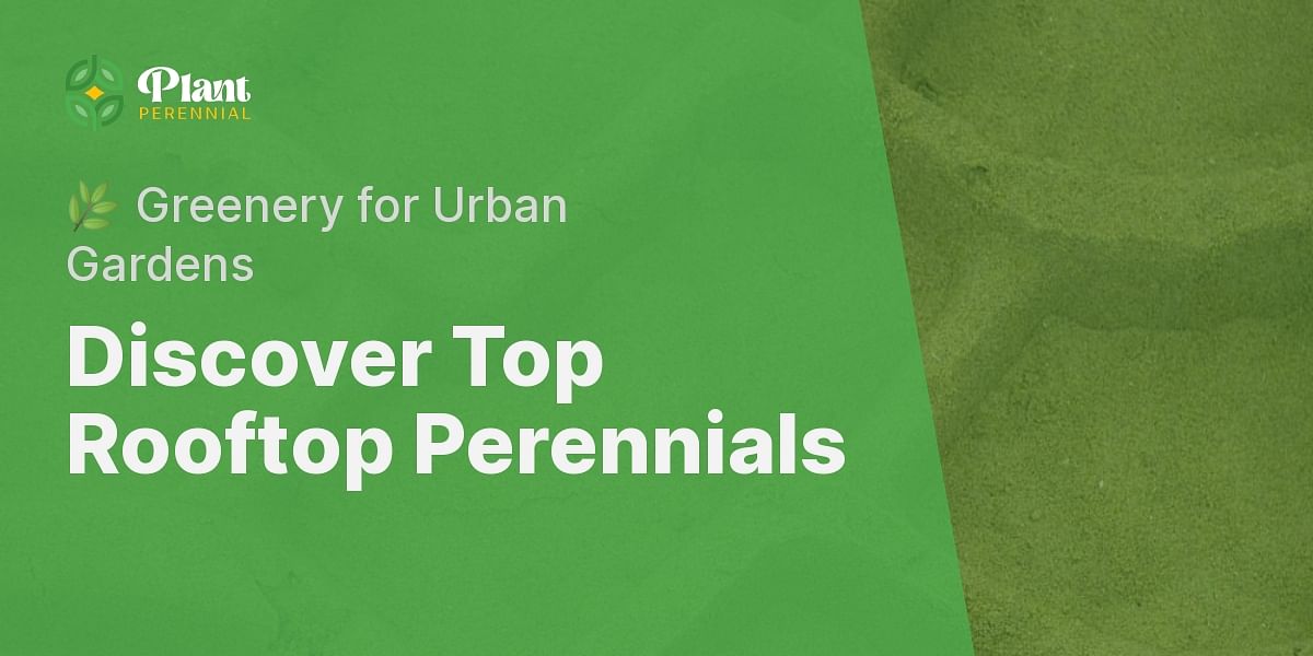 What are the best perennials for a rooftop garden?