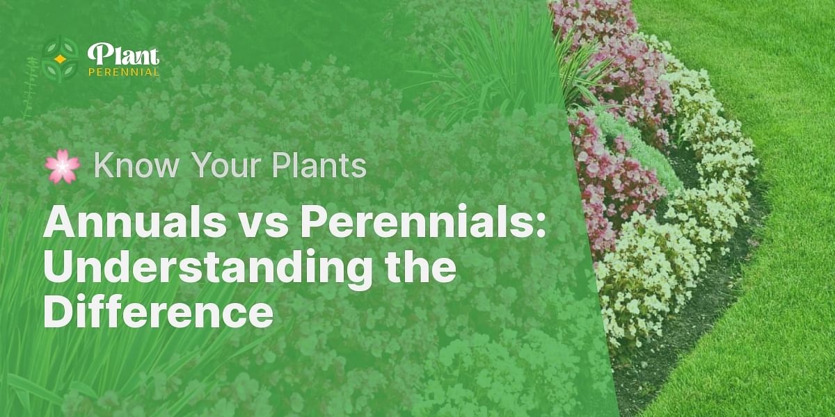 What is the difference between annuals and perennials?