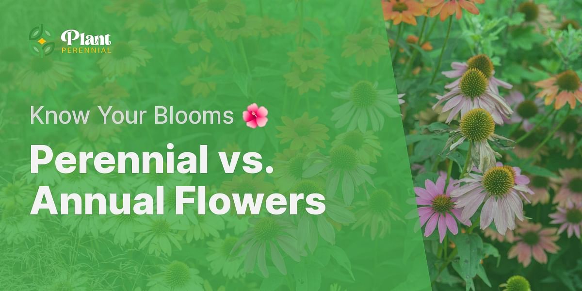 What is the difference between perennial and annual flowers?