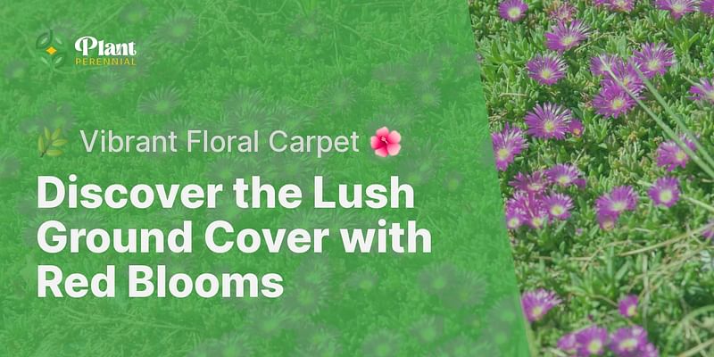 Discover the Lush Ground Cover with Red Blooms - 🌿 Vibrant Floral Carpet 🌺