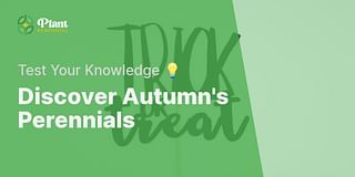 Discover Autumn's Perennials - Test Your Knowledge 💡