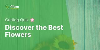 Discover the Best Flowers - Cutting Quiz 🌸