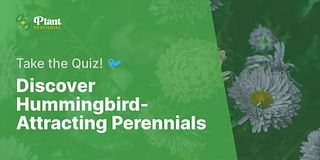 Discover Hummingbird-Attracting Perennials - Take the Quiz! 🐦