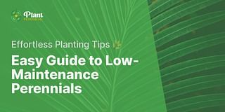 Easy Guide to Low-Maintenance Perennials - Effortless Planting Tips 🌿