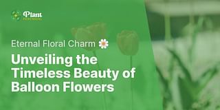 Unveiling the Timeless Beauty of Balloon Flowers - Eternal Floral Charm 🌼