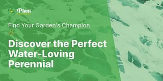 Discover the Perfect Water-Loving Perennial - Find Your Garden's Champion 🌿