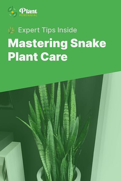 Mastering Snake Plant Care - 🌿 Expert Tips Inside