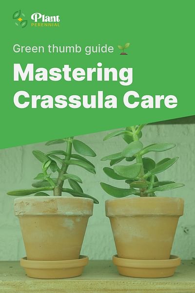 Mastering Crassula Care - Green thumb guide 🌱