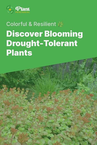 Discover Blooming Drought-Tolerant Plants - Colorful & Resilient 🌿