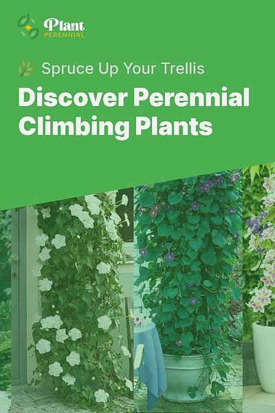 Discover Perennial Climbing Plants - 🌿 Spruce Up Your Trellis