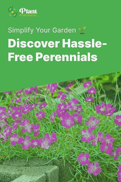 Discover Hassle-Free Perennials - Simplify Your Garden 🌱