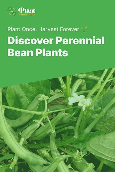 Discover Perennial Bean Plants - Plant Once, Harvest Forever 🌱