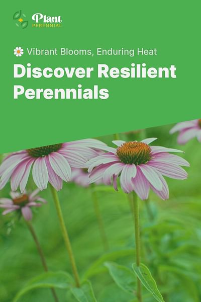 Discover Resilient Perennials - 🌼 Vibrant Blooms, Enduring Heat