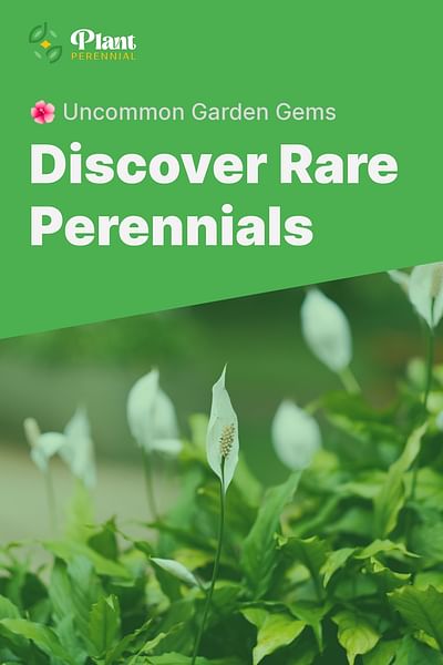 Discover Rare Perennials - 🌺 Uncommon Garden Gems