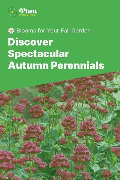 Discover Spectacular Autumn Perennials - 🌼 Blooms for Your Fall Garden
