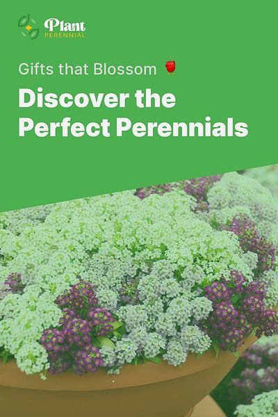 Discover the Perfect Perennials - Gifts that Blossom 🌹