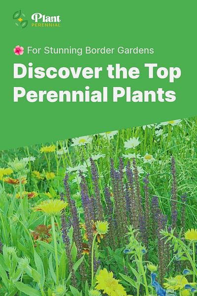 Discover the Top Perennial Plants - 🌺 For Stunning Border Gardens