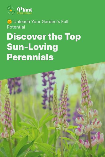 Discover the Top Sun-Loving Perennials - 🌞 Unleash Your Garden's Full Potential