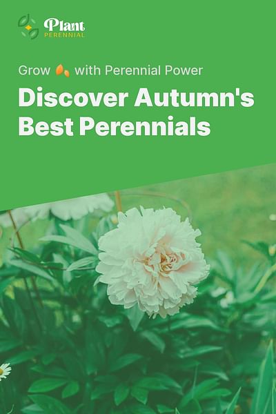 Discover Autumn's Best Perennials - Grow 🍂 with Perennial Power