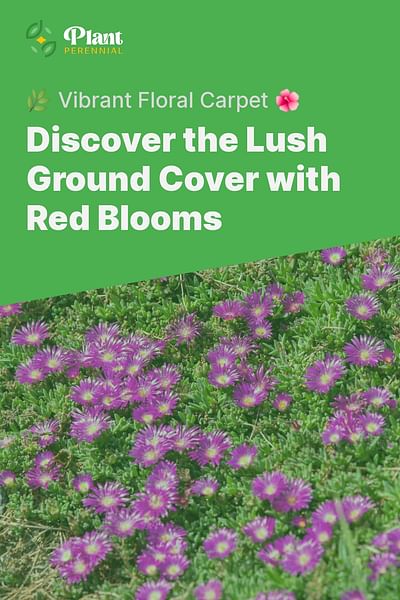 Discover the Lush Ground Cover with Red Blooms - 🌿 Vibrant Floral Carpet 🌺