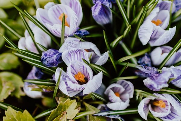 what-are-perennial-plants