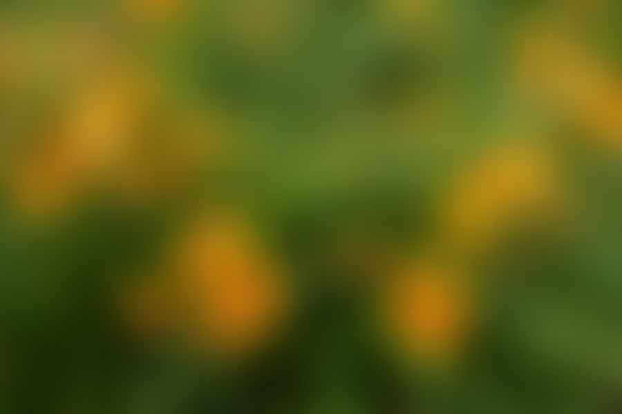 Daylilies Hemerocallis