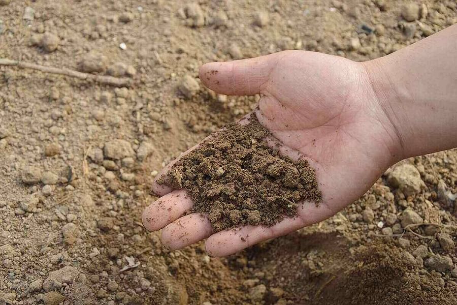 sandy soil vs clay soil