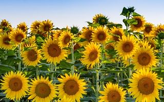 Are there perennial varieties of sunflowers?