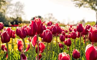 How do I care for tulips?