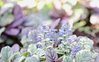 How do perennials survive drought?