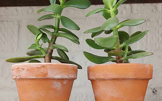 How to care for a crassula plant?