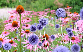What are some easy, low-maintenance perennial plants to make a garden beautiful?