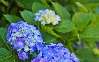 What are some easy-to-care-for perennials for a beautiful garden?