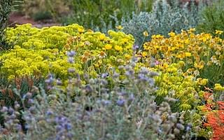 What are some gardening tricks for perennial plants?