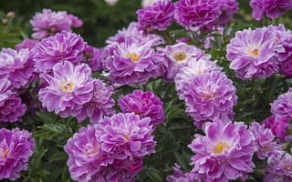 What are some low-maintenance perennial plants for outdoor gardens?