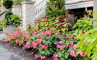 What are some low-maintenance plants for spring and summer?