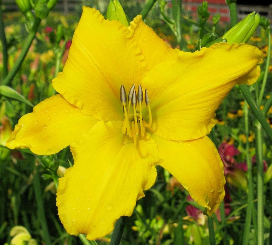 Bright yellow Daylilies blooming under the radiant sun in a lush garden