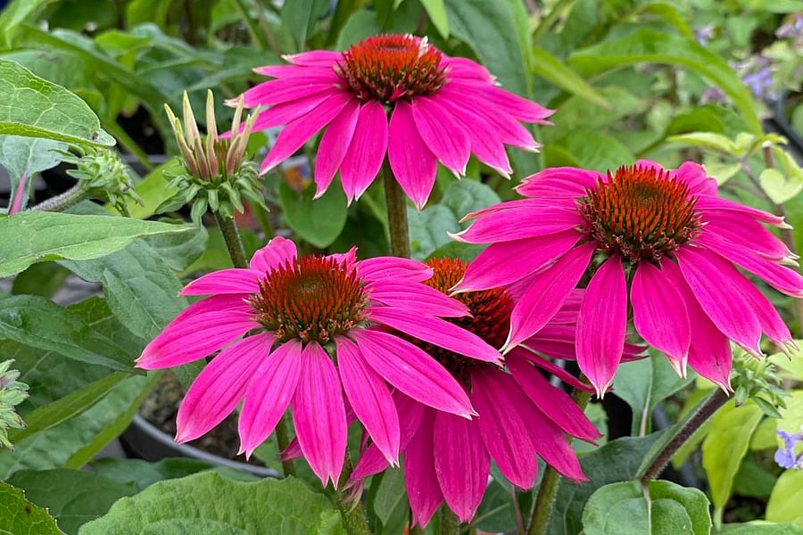 Vibrant coneflowers thriving in a garden