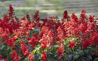 What are some perennial plants that can tolerate both full sun and shade?