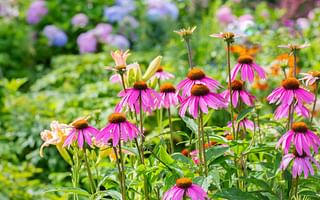 What are some perennial potted plants that look good all year round?