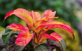 What are some perennials with foliage that isn't green?
