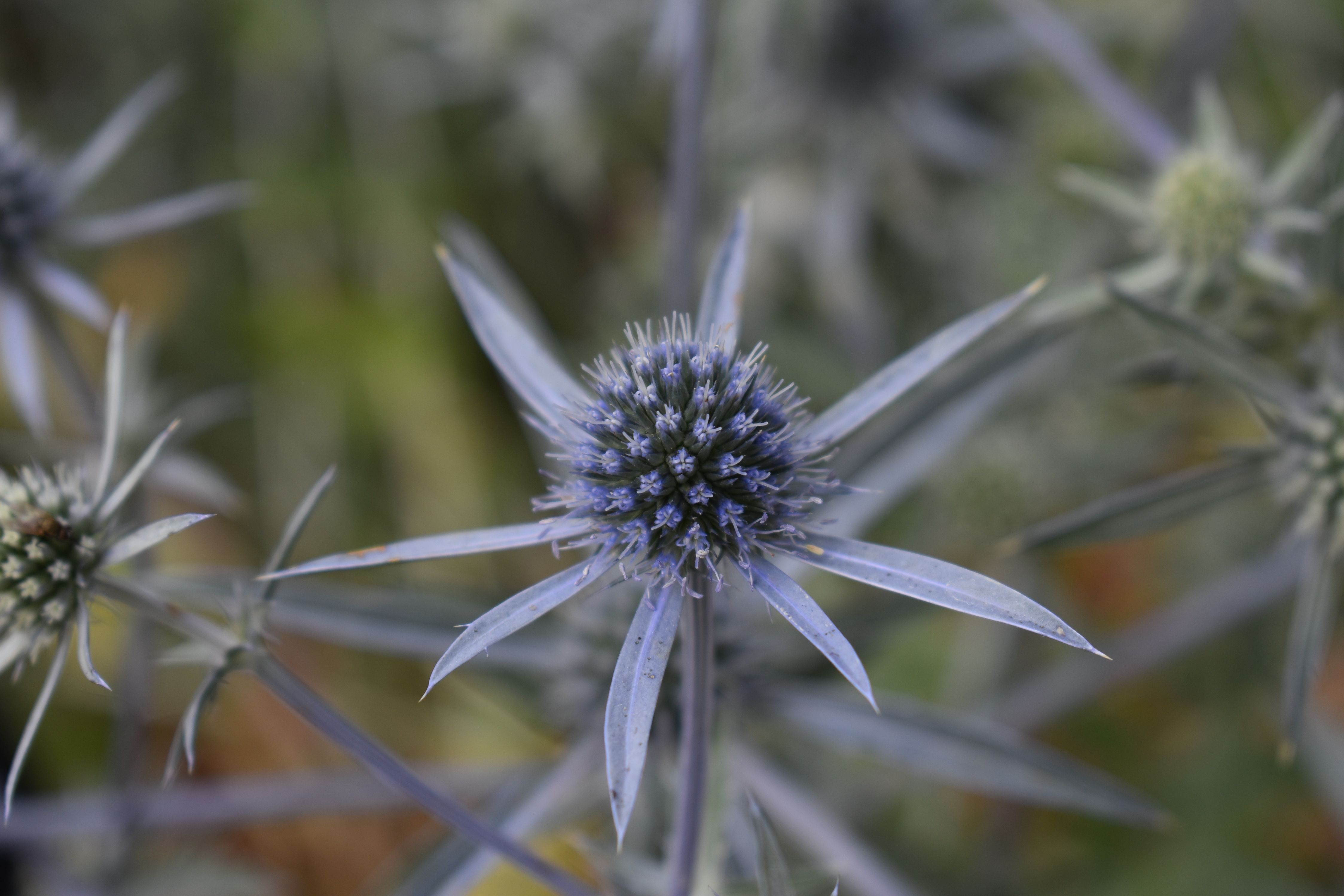 Close-up view of Sea Holly plant with its distinctive spiky blue flowers and leathery leaves
