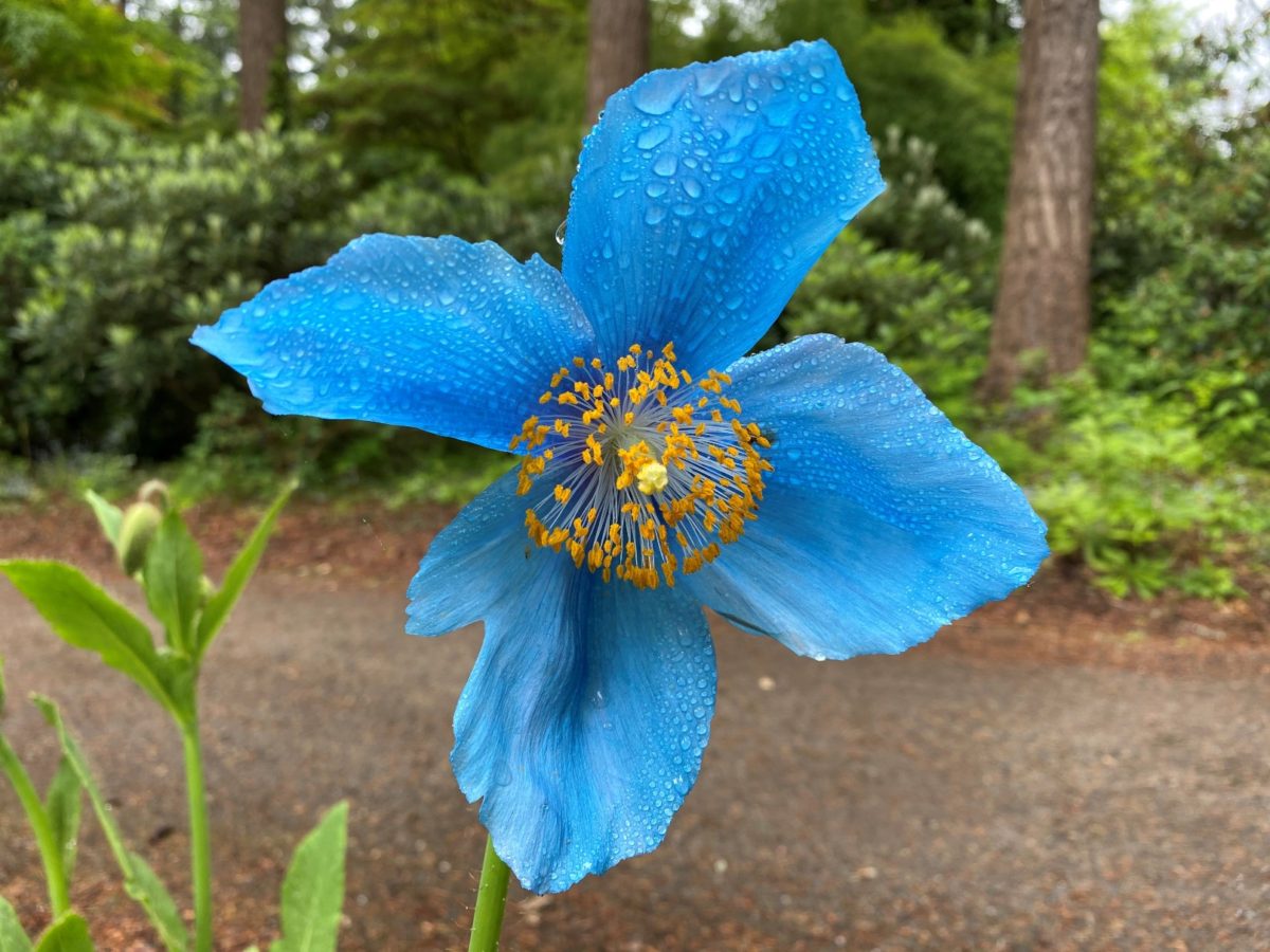 Stunning blue flowers of the Himalayan Blue Poppy plant